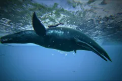 Скачать ARK: Survival Evolved по прямой ссылке без торрента через Telegram